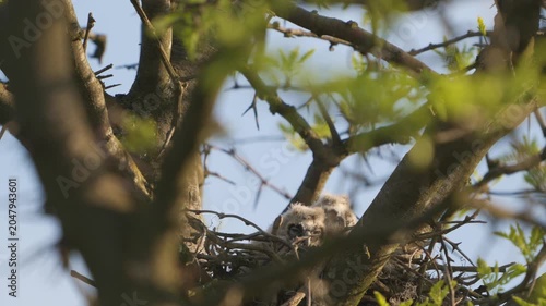 Young Long-eared Owl (Asio otus) chicks sitting in a nest during daytime in their natural habitat. Beautiful slow-motion wildlife footage showing owl nesting behavior.