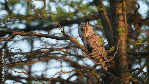 A Long-eared Owl (Asio otus) sits calmly in its natural habitat. Beautiful slow-motion wildlife footage showcasing this majestic bird of prey in the wild.