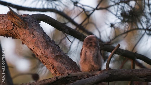 A young Long-eared Owl (Asio otus) chick sits on a branch, looking around and observing its surroundings. Beautiful slow-motion wildlife footage captured in a natural habitat.