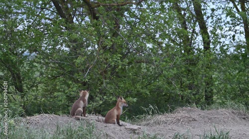 Young Red Fox cubs near their den in a natural habitat. Beautiful slow-motion wildlife footage showing fox family behavior in the wild.