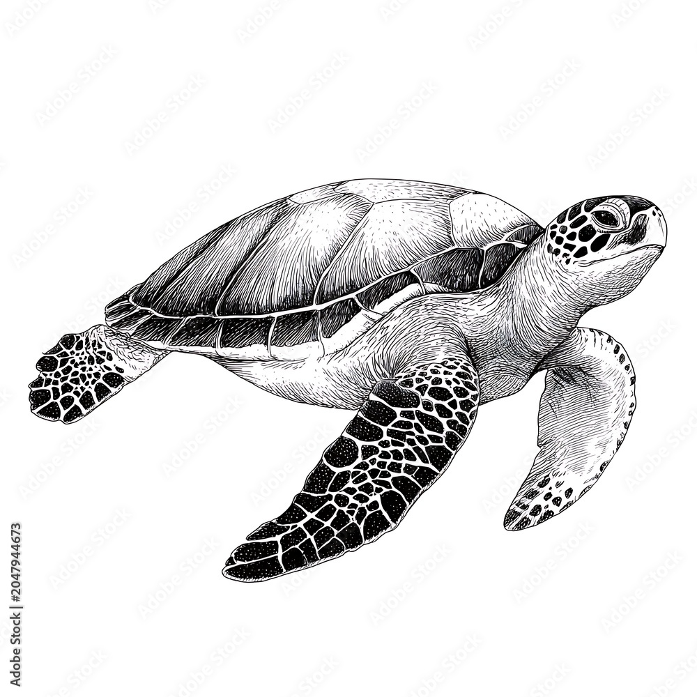Obraz premium Sea turtle Sketch Outline on White Background