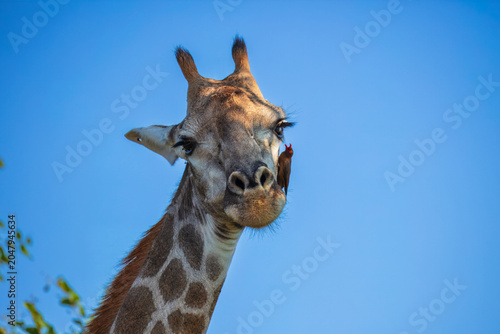 Foto Close-up portrait of a South African giraffe (Giraffa camelopardalis giraffa) wi