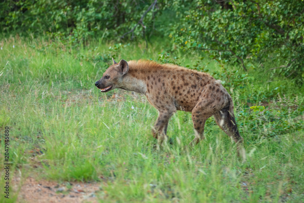 Fototapeta premium Spotted hyena (Crocuta crocuta) walking forward down a dirt track in the African savanna, South Africa