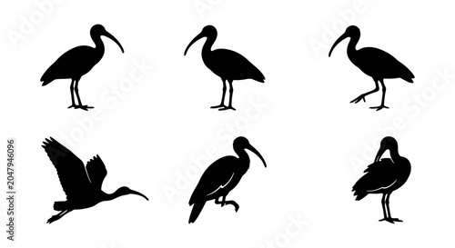 Foto Ibis Bird Silhouettes Collection: Diverse Poses, Vector Graphics for Nature and