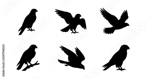 Bild auf Leinwand Bird Silhouettes, Raptor Icons, Hawk Vector Set, Wildlife Graphic Elements, Pred