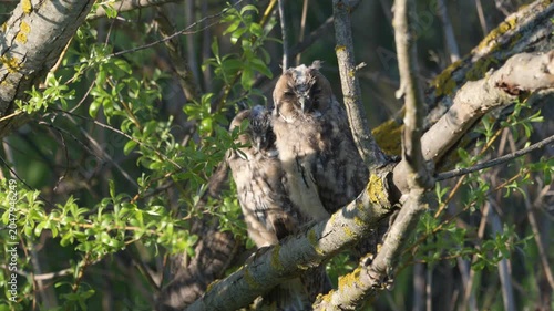 Young Long-eared Owl (Asio otus) chicks hide among willow branches during daytime in their natural habitat. Wildlife footage showing natural owl behavior in the wild.