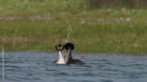 Pair of Great Crested Grebes Swimming on a Lake During Breeding Season. Slow Motion