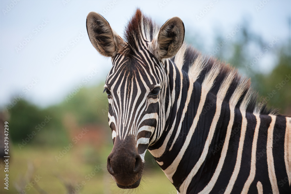 Obraz premium Close-up portrait of a Plains zebra (Equus quagga) looking at the camera, South Africa