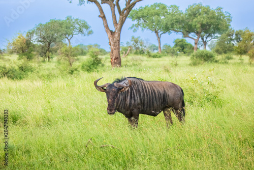 Cuadro en lienzo Blue wildebeest (Connochaetes taurinus) standing in green grass while chewing fo
