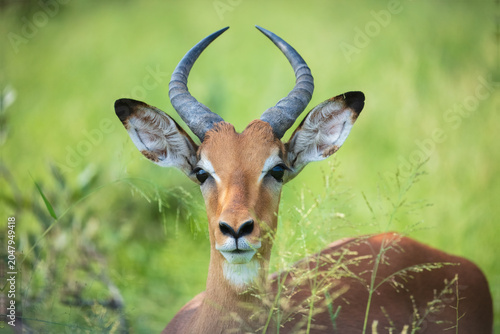 Photos Close-up portrait of a male impala (Aepyceros melampus) looking at the camera in