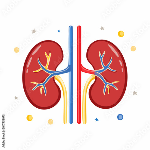 Illustration of Human Kidneys with Blood Vessels