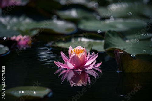 Pink water lily or lotus flower reflected on the water surface of a pond Shallow depth of field
