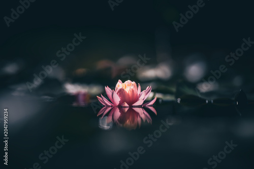 Pink water lily or lotus flower reflected on the water surface of a pond Shallow depth of field
