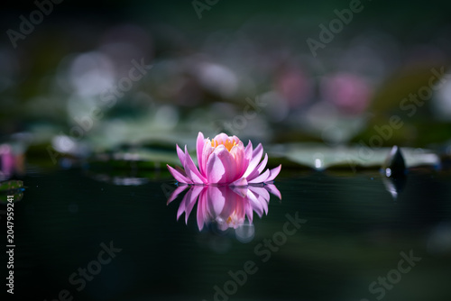 Pink water lily or lotus flower reflected on the water surface of a pond Shallow depth of field

