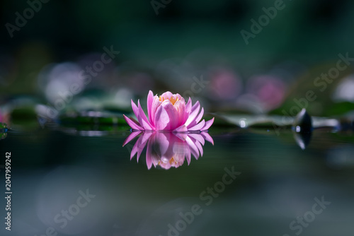 Pink water lily or lotus flower reflected on the water surface of a pond Shallow depth of field

