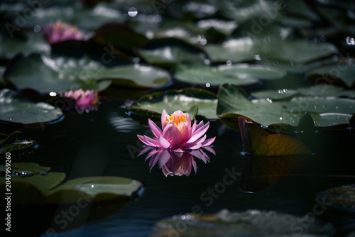 Pink water lily or lotus flower reflected on the water surface of a pond Shallow depth of field

