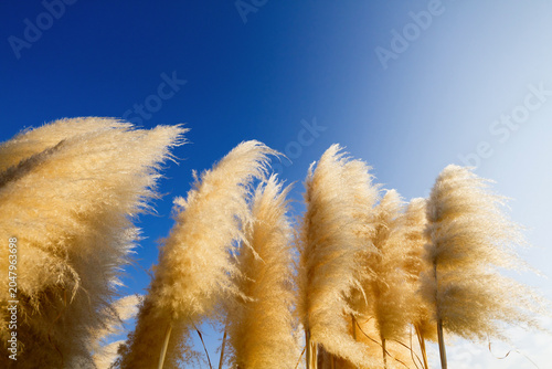 Pampas grass blowing in the wind against blue sky