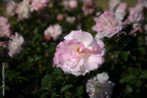 Tableau sur toile Pale Pink Matilda Rose with Soft Garden Background and Shallow Depth of Field