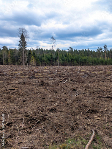 Deforested Forest Landscape After Clearcut With Bare Earth, Lone Trees and Overcast Sky