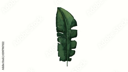 Billede på lærred Large green leaf standing upright on a white background displaying details of it
