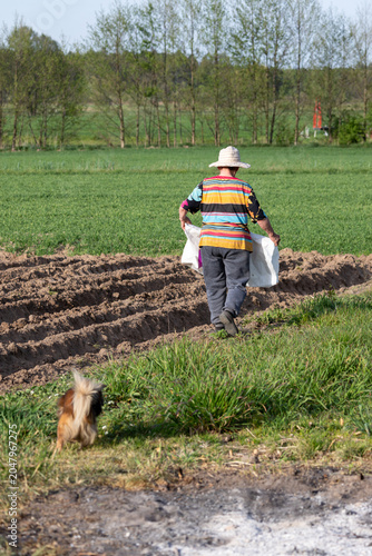 Senior woman farmer wearing straw hat carrying big white plastic bag while walking on plowed soil field preparing for planting crops during sunny spring day.