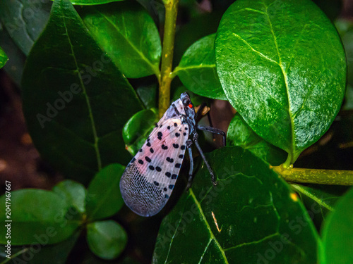 Foto spotted lanternfly,Lycorma delicatula is a species of planthopper