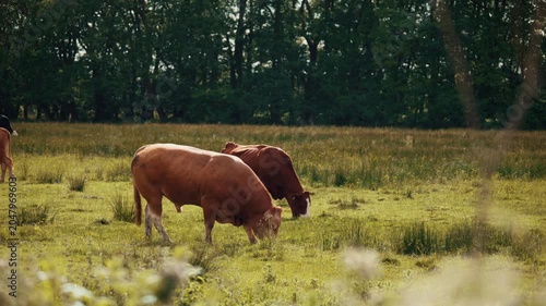 Male bull grazing in a field, cow livestock eating grass on a farm