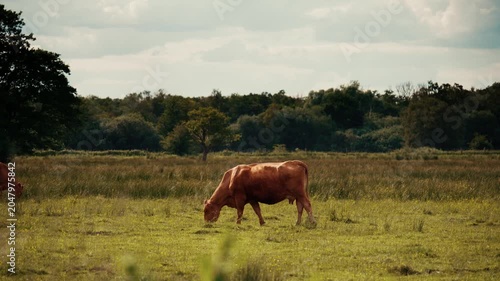 Brown cow grazing in a field, cattle farm pasture free range farm animals