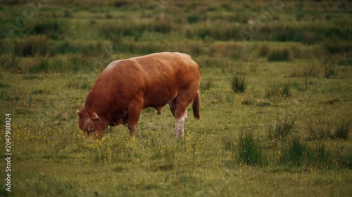 Male bull grazing in a field, cow livestock eating grass on a farm