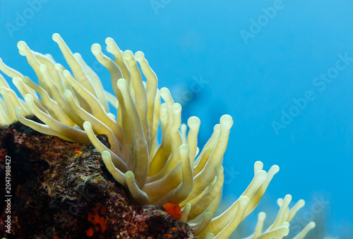 Fotografía Close-up of open, yellow tentacles swaying in current, sea anemone, anthozoa act