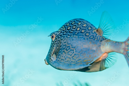Foto Honeycomb cowfish Acanthostracion polygonius