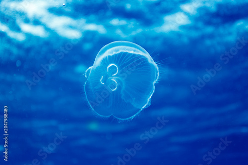 Fotografía Closeup of jelly fish floating in the pretty blue waters of the Caribbean