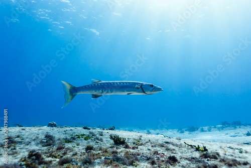 Photos Barracuda sphyraena barracuda swimming in clear blue water