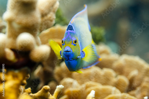 Photography A vibrant blue and yellow Queen Angelfish (Holacanthus ciliaris) swims near coral