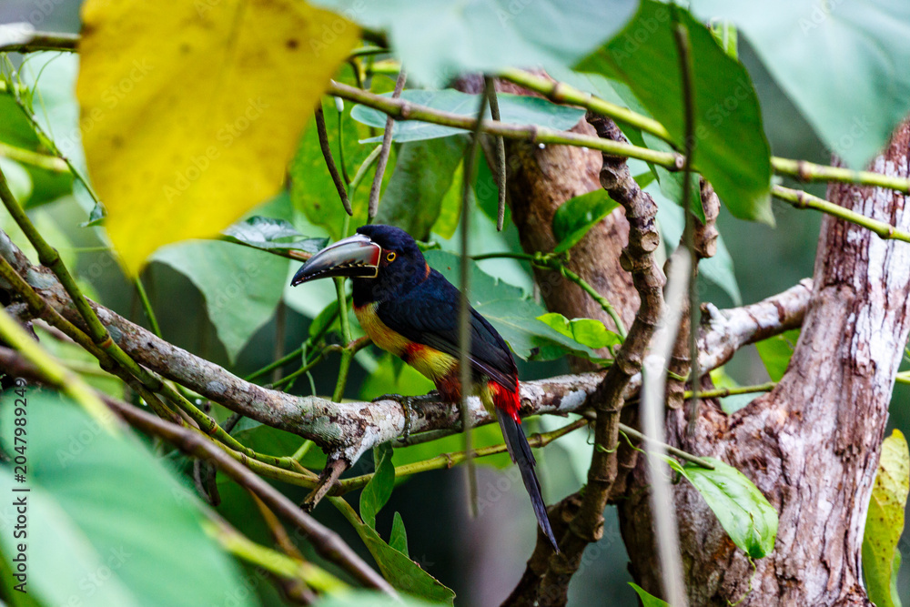 Fototapeta premium A Chestnut-eared Aracari (Pteroglossus torquatus) perches on a branch in a lush green forest.