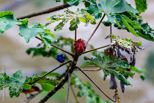 фотографія A vibrant blue and red bird perches on a branch amidst lush green foliage