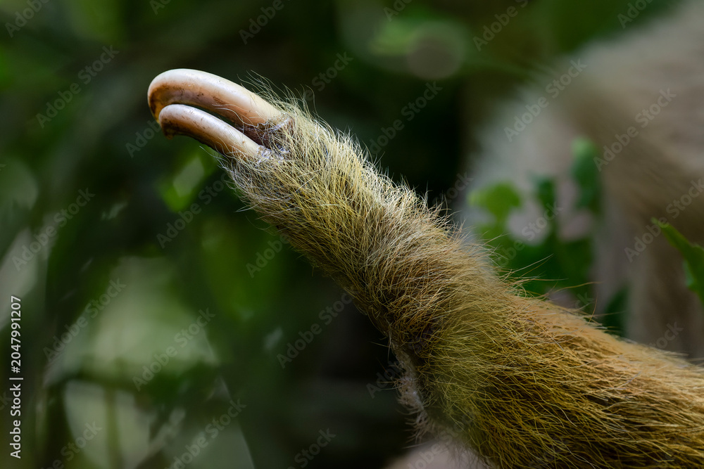 Obraz premium Two toed sloth with baby in maternal embrace in tropical forest