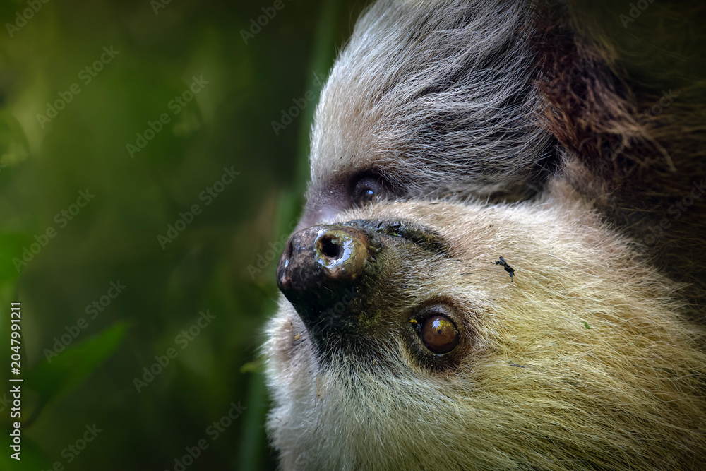 Obraz premium Two toed sloth with baby in maternal embrace in tropical forest