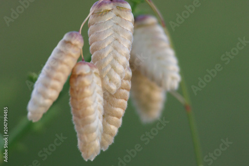 Canvas-taulu Briza maxima quaking grass seed heads growing nature