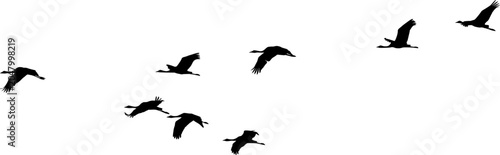 Foto v-formation of flying Eurasian cranes (Grus grus)
birds Silhouettes Design And Vector Illustration