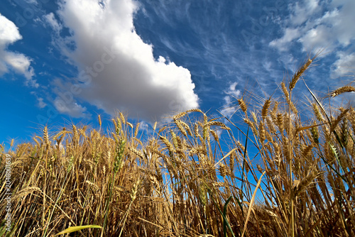 Il grano tra le nuvole - San Giuliano Veccio - Alessandria - Piemonte - Italia