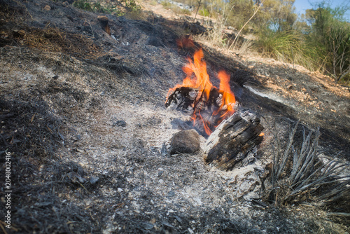 Obraz na plátně Wildfire crackles amid scorched earth and ash