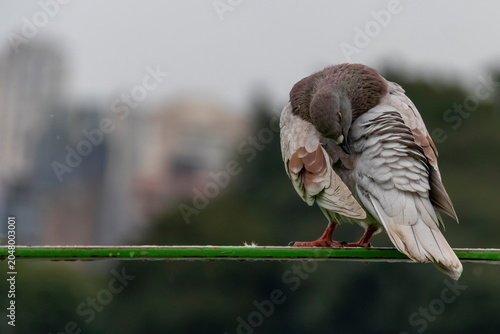 Foto Rock pigeon Columba livia preening its feathers on a green cable under diffused light
