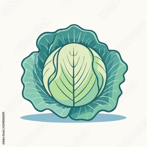 Flat design illustration of a fresh green cabbage