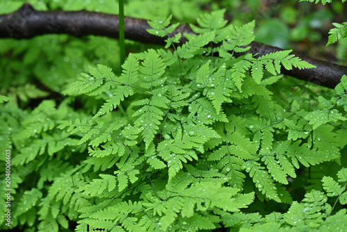 Schilderij op canvas Vibrant Green Ferns with Fresh Morning Raindrops in a Nordic Forest