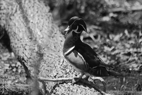Parc Maritime Nicolet 9 Mai 2026 N&b