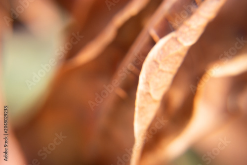 amazing natural beige leaf texture