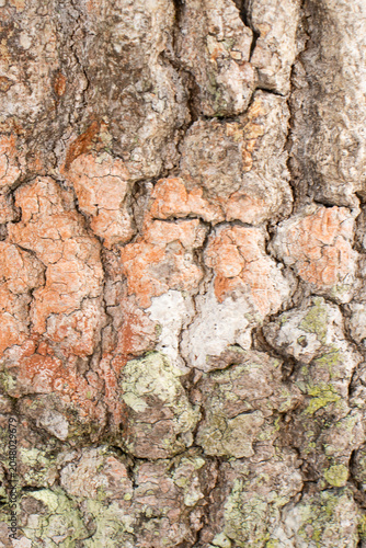 amazing natural beige wood texture