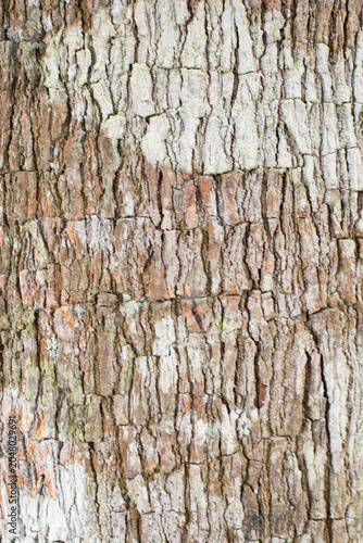 amazing natural beige wood texture