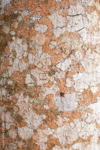 amazing natural beige wood texture